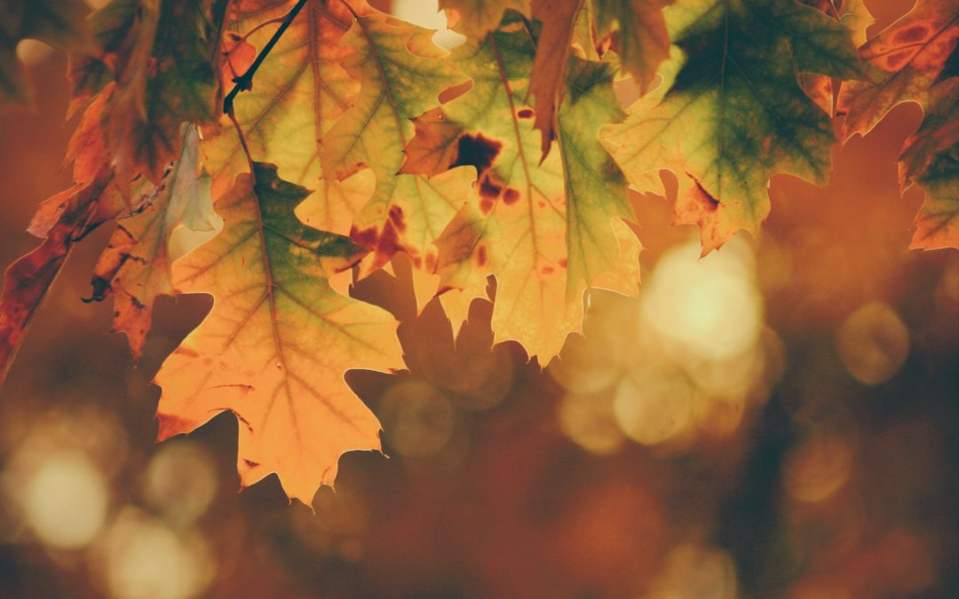 Yin Yoga & Acupuncture – accueillir l’automne avec Sarah Geiser-Lemoine – samedi 15 août 2020