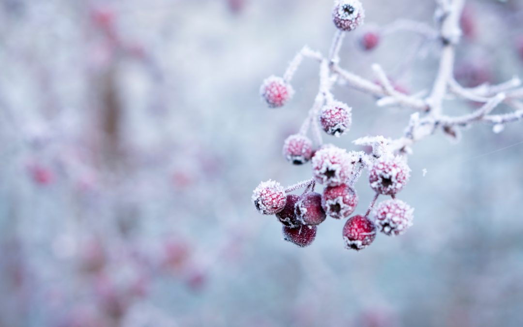 Se préparer à l’arrivée de l’hiver – Yin yoga et acupuncture – dimanche 6 novembre de 9h30 à 11h30