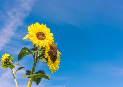 Atelier Yin Yoga & Acupuncture – Accueillir l’été en harmonie – Samedi 10 mai 2025